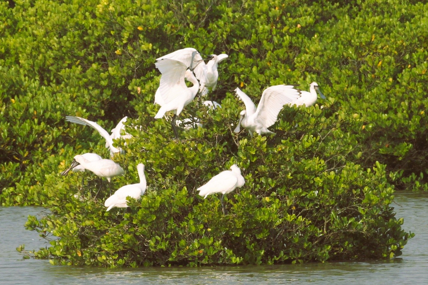 Các loài đặc hữu, nguy cấp, quý, hiếm